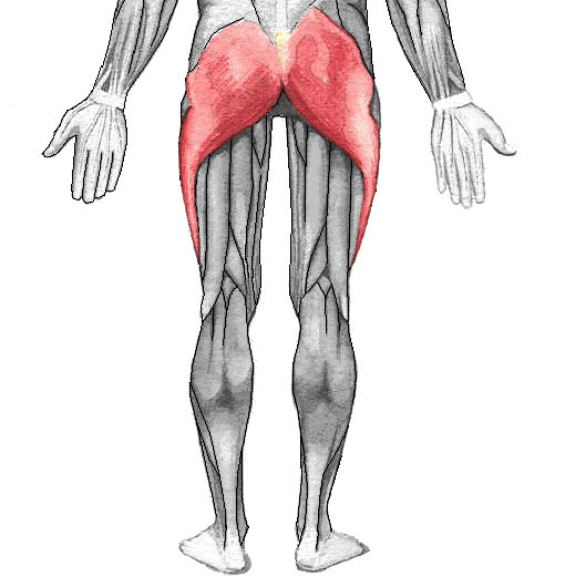 Anatomy of glute muscles